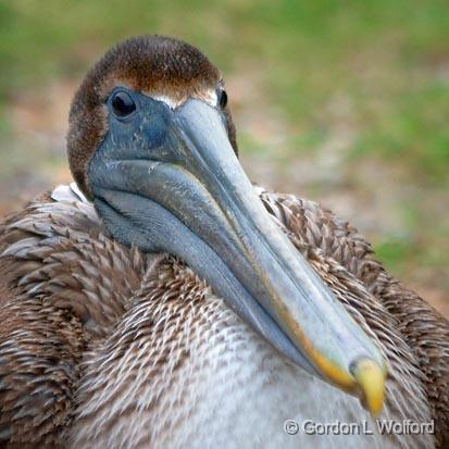 Pelican Closeup_32587.jpg - Brown Pelican (Pelecanus occidentalis) photographed along the Gulf coast near Port Lavaca, Texas, USA.